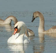 Cygne tuberculé