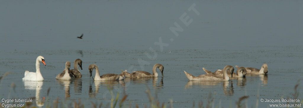 Cygne tuberculé