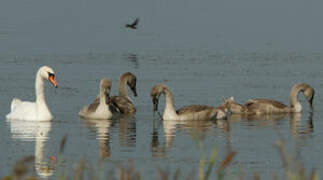 Cygne tuberculé