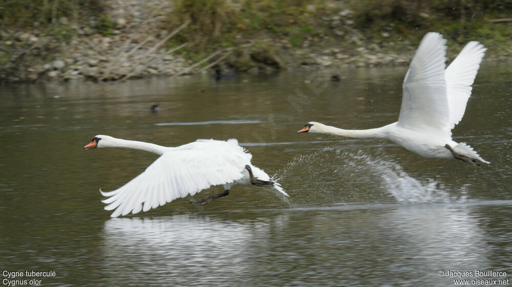 Cygne tuberculéadulte