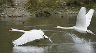 Cygne tuberculé