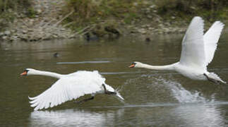 Mute Swan