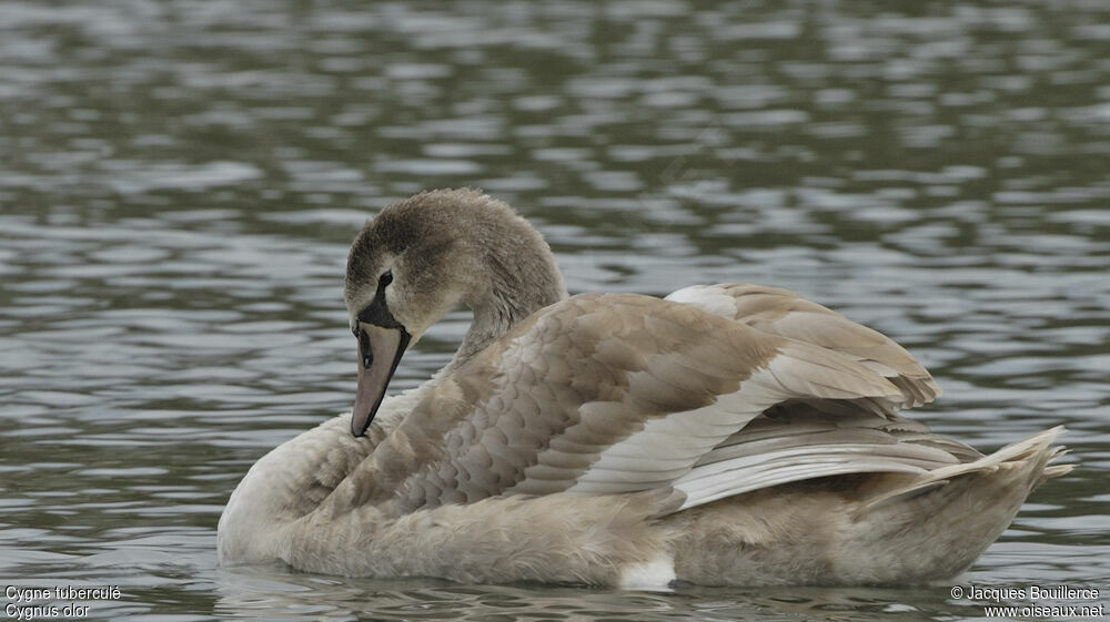 Mute Swanjuvenile