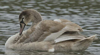 Cygne tuberculé