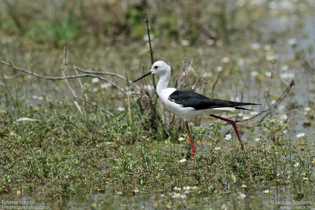 Black-winged Stilt male adult