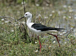 Black-winged Stilt