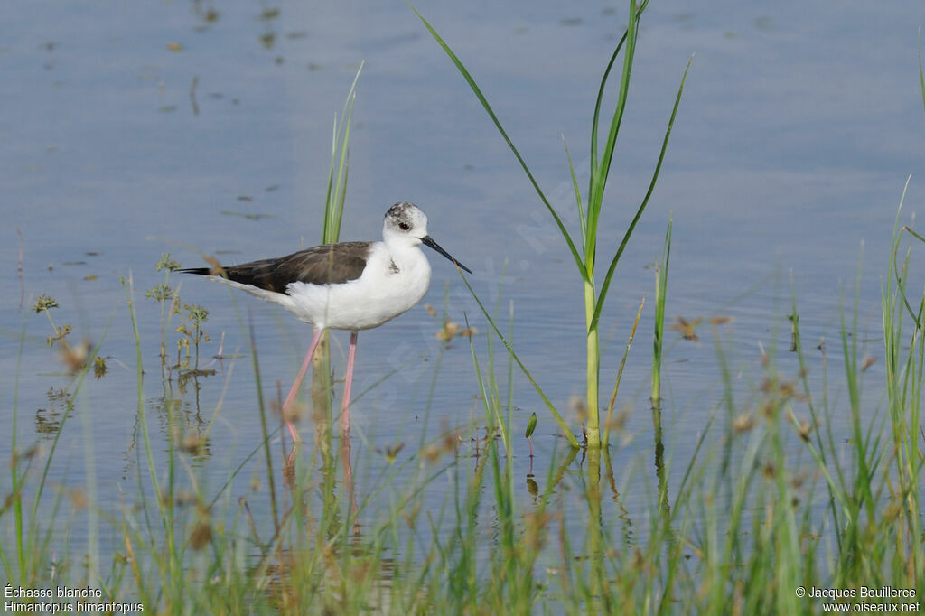 Black-winged Stilt female adult