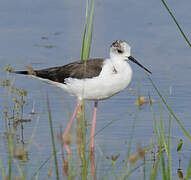 Black-winged Stilt