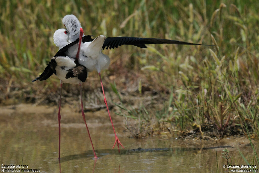 Black-winged Stilt , Behaviour