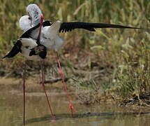 Black-winged Stilt