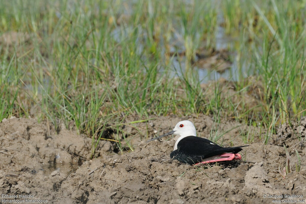 Black-winged Stiltadult, Reproduction-nesting