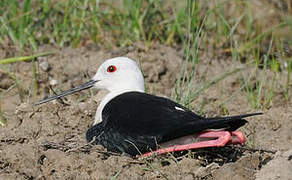 Black-winged Stilt