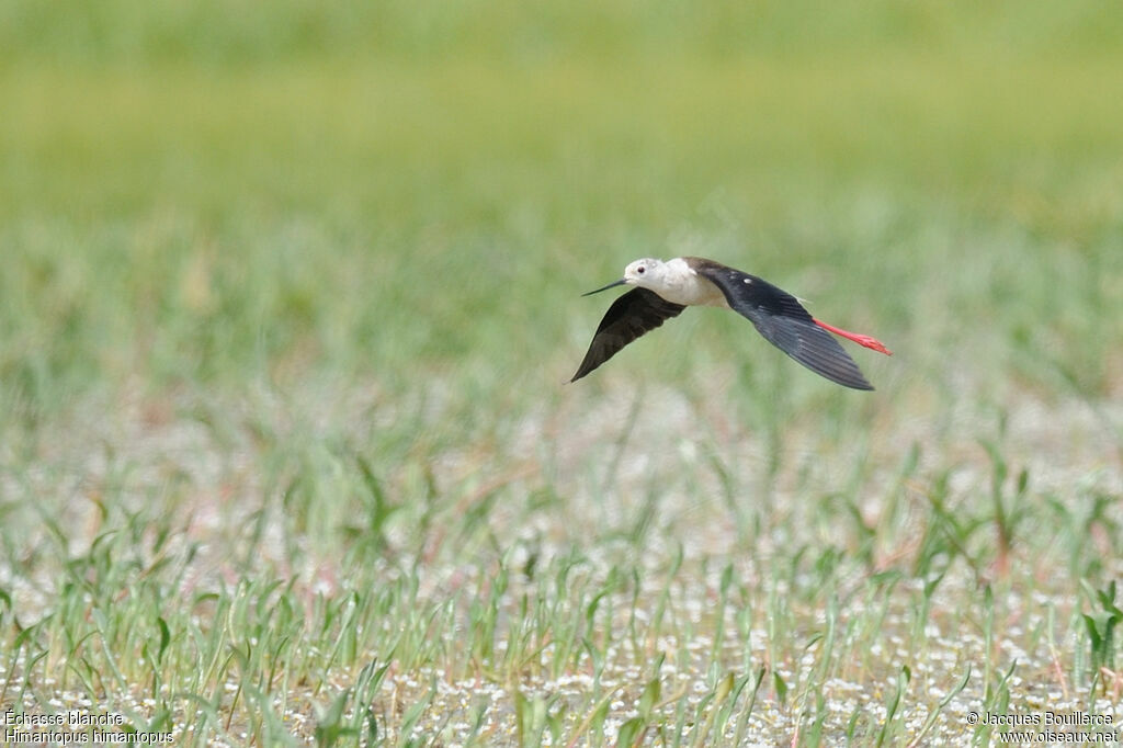 Black-winged Stiltadult, Flight