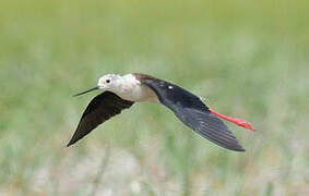 Black-winged Stilt