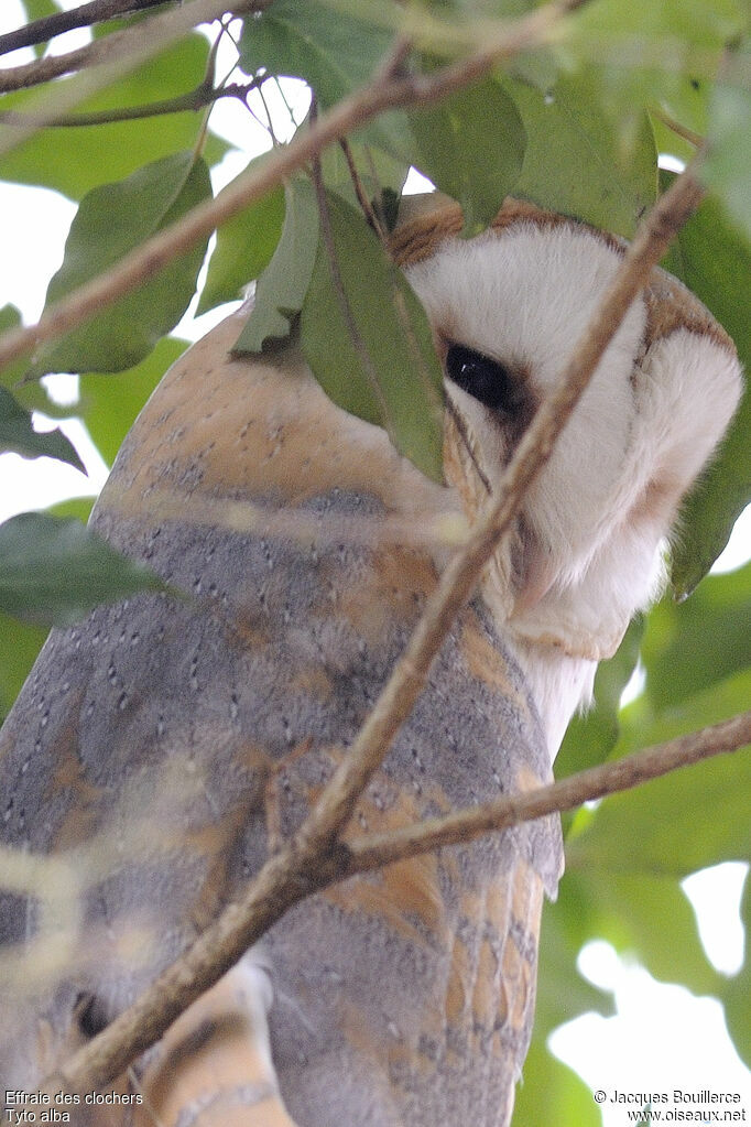 Western Barn Owl