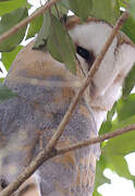 Western Barn Owl