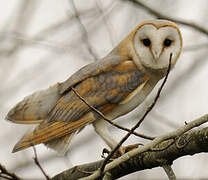 Western Barn Owl