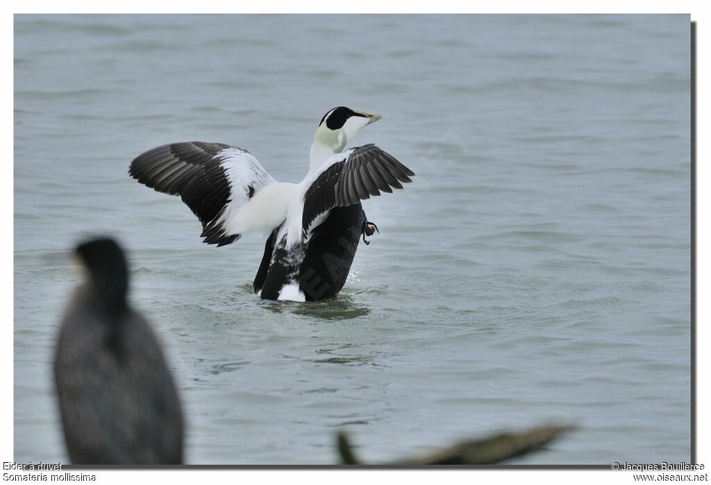 Common Eider male adult breeding