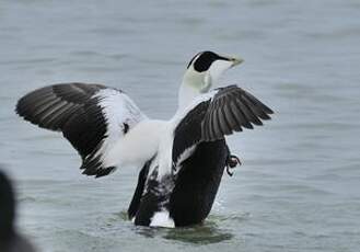 Eider à duvet