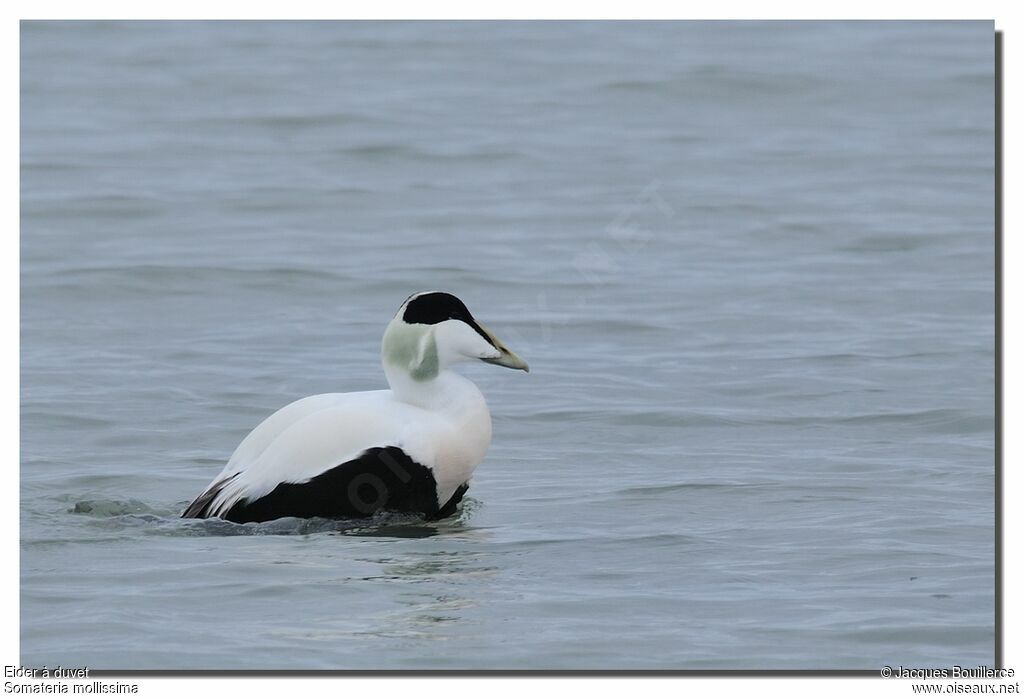 Eider à duvet mâle