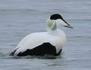 Eider à duvet