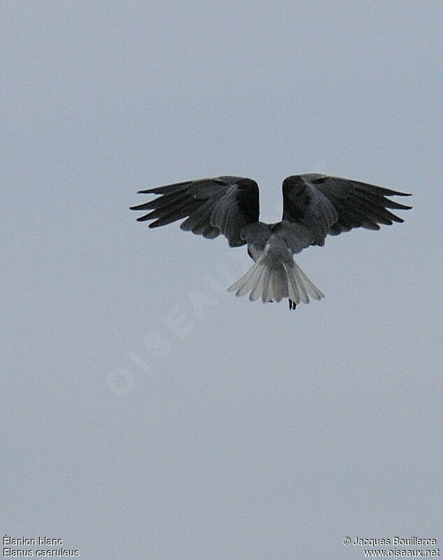 Black-winged Kiteadult