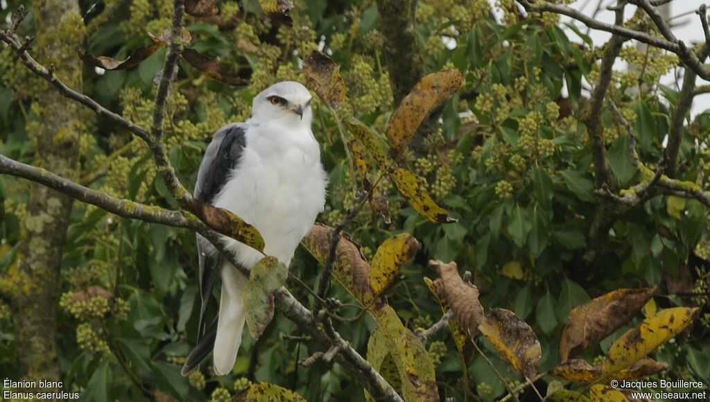 Black-winged Kiteadult