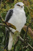 Black-winged Kite