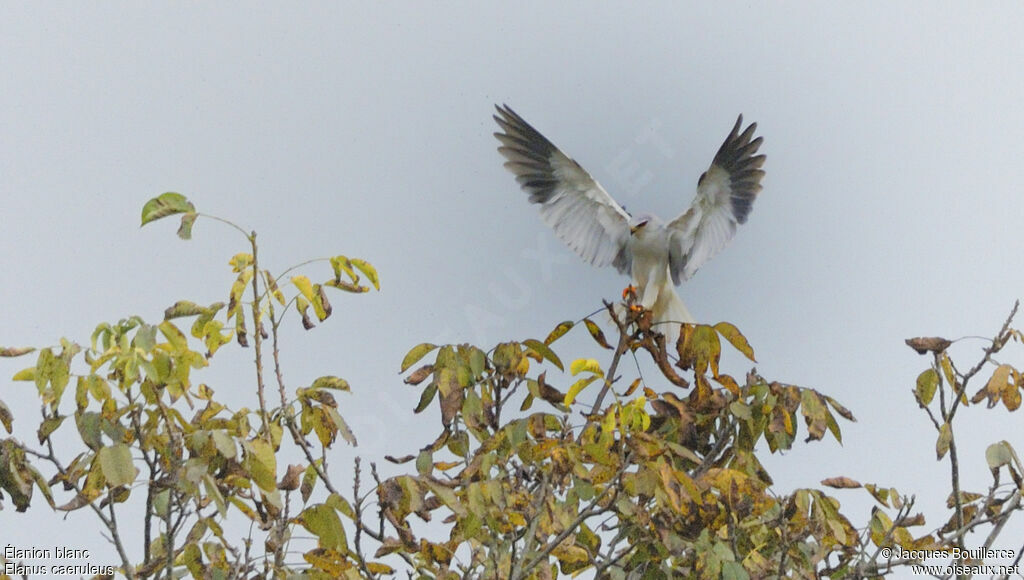 Black-winged Kiteadult