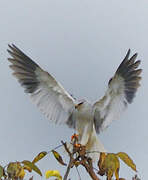 Black-winged Kite