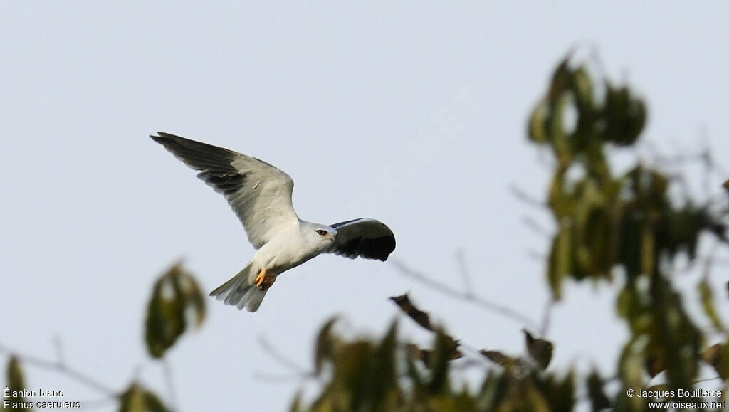 Black-winged Kite