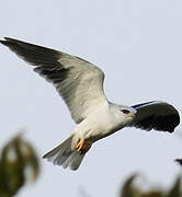 Black-winged Kite