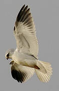 Black-winged Kite