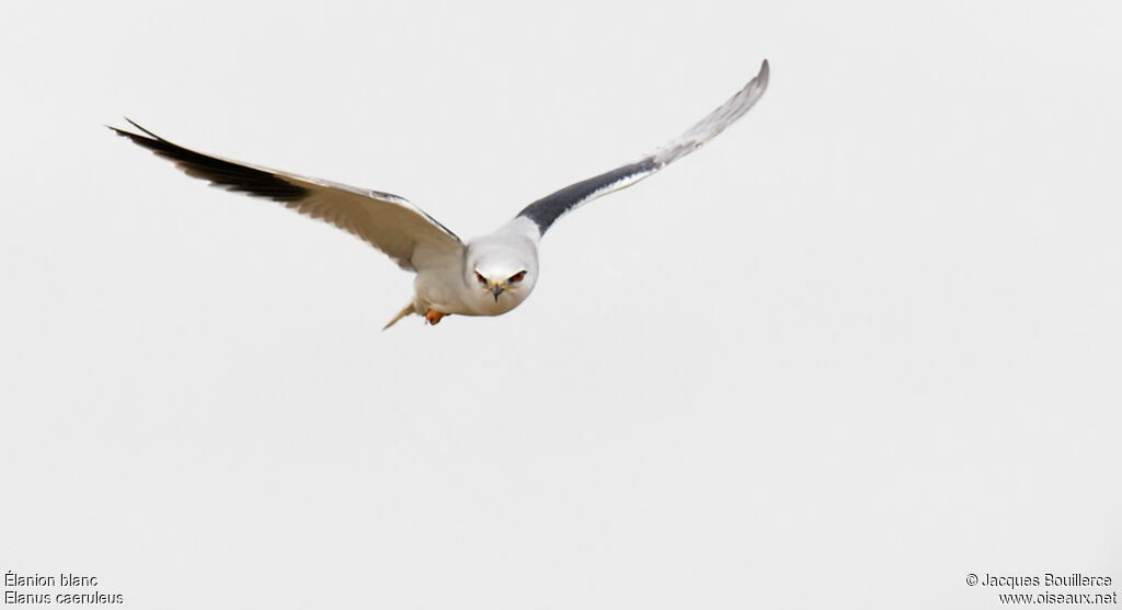 Black-winged Kiteadult