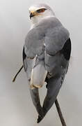 Black-winged Kite