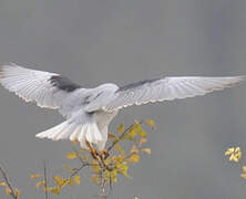 Black-winged Kite