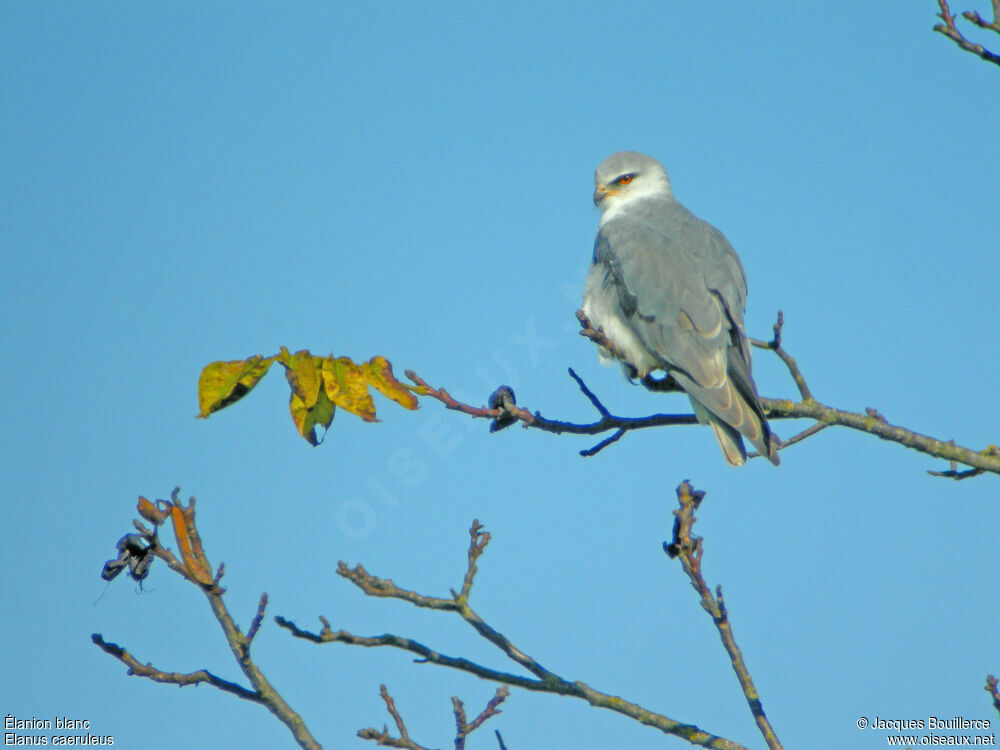 Black-winged Kiteadult, identification