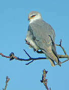 Black-winged Kite