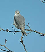 Black-winged Kite