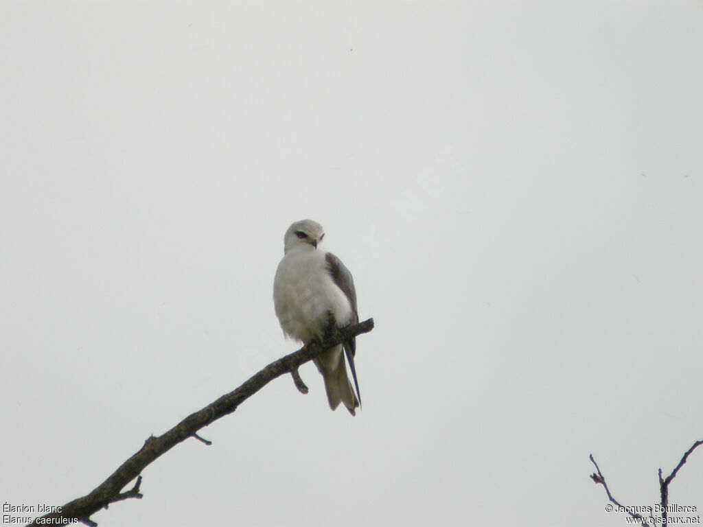 Black-winged Kiteadult