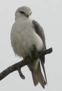 Black-winged Kite