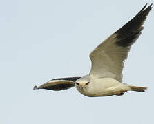 Black-winged Kite