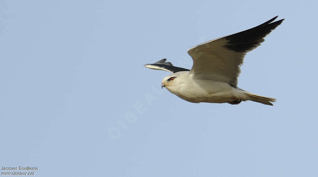 Black-winged Kiteadult, Flight