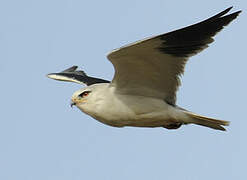 Black-winged Kite