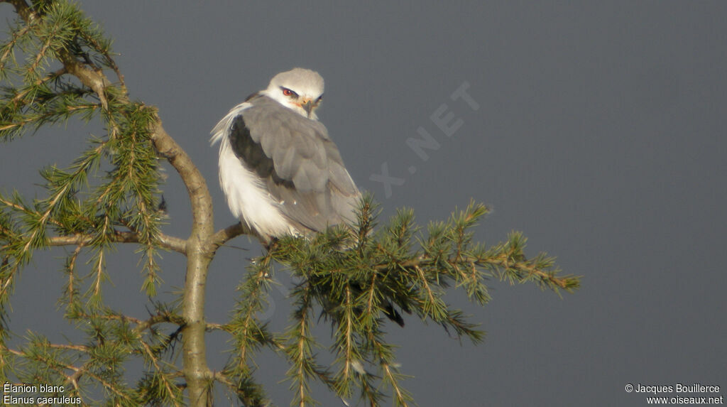 Élanion blanc, identification