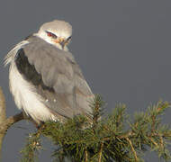 Black-winged Kite