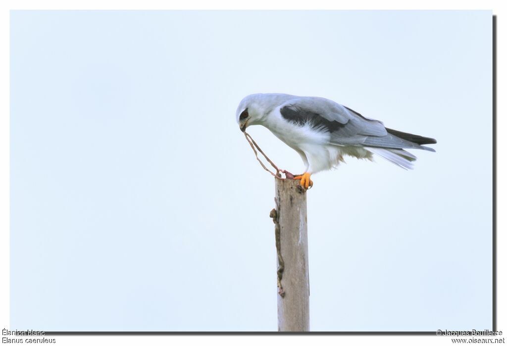 Black-winged Kiteadult