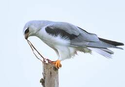 Black-winged Kite