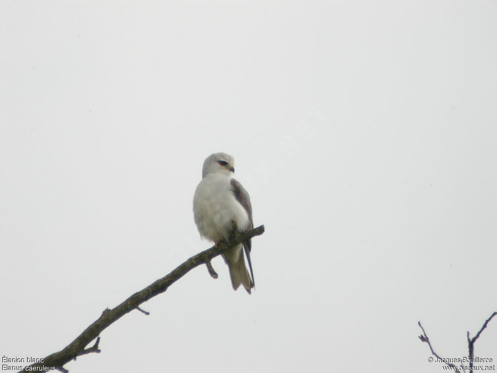 Black-winged Kiteadult