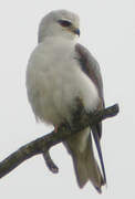 Black-winged Kite